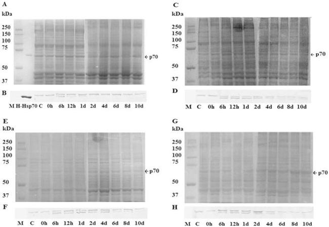 HSP70 Antibody in Western Blot (WB)