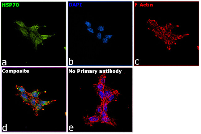 HSP70 Antibody in Immunocytochemistry (ICC/IF)