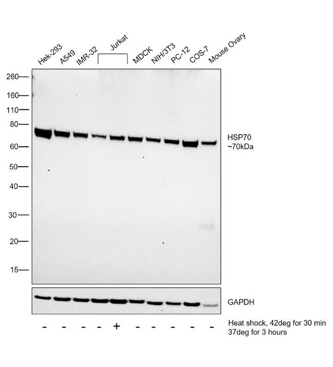 HSP70 Antibody in Western Blot (WB)