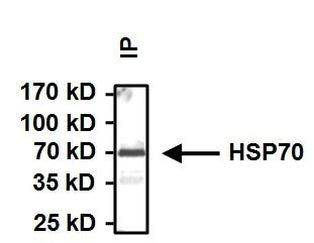 HSP70 Antibody in Immunoprecipitation (IP)