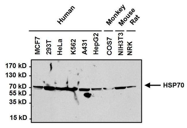 HSP70 Antibody in Western Blot (WB)