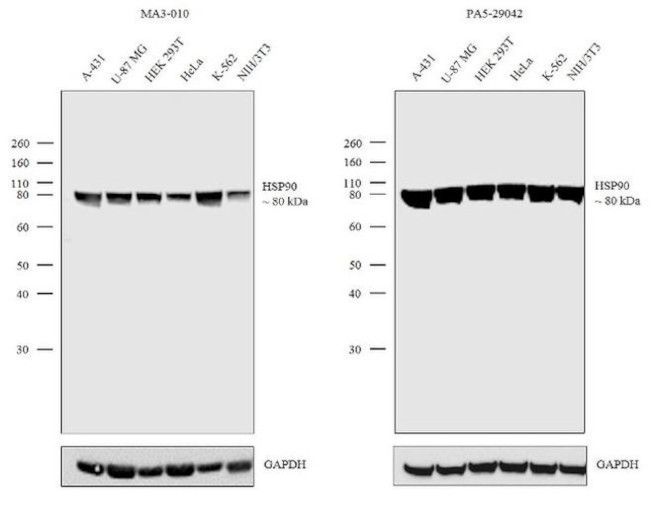 HSP90 alpha Antibody