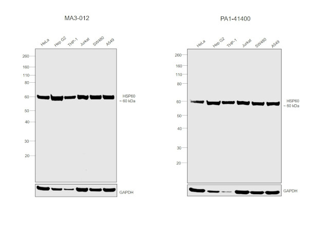 HSP60 Antibody