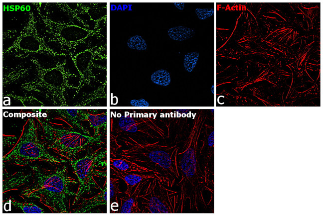 HSP60 Antibody in Immunocytochemistry (ICC/IF)