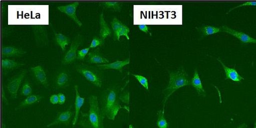 HSP60 Antibody in Immunocytochemistry (ICC/IF)