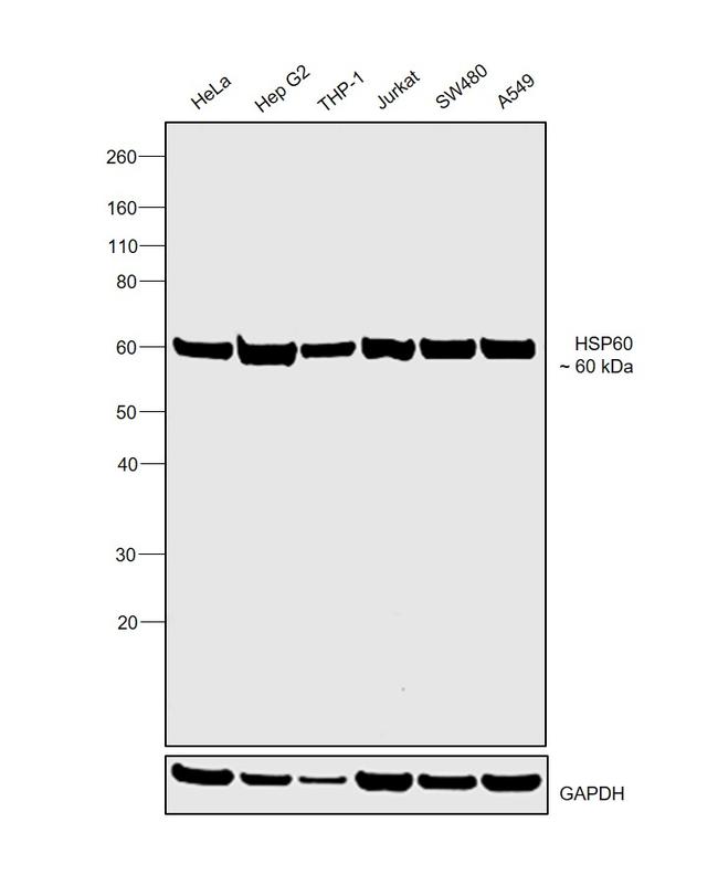 HSP60 Antibody in Western Blot (WB)