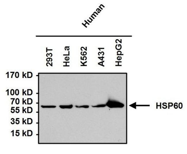 HSP60 Antibody in Western Blot (WB)