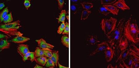 HSP60 Antibody in Immunocytochemistry (ICC/IF)