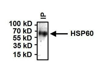 HSP60 Antibody in Immunoprecipitation (IP)