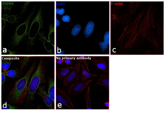 HSP60 Antibody in Immunocytochemistry (ICC/IF)