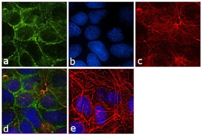 HSC70 Antibody in Immunocytochemistry (ICC/IF)