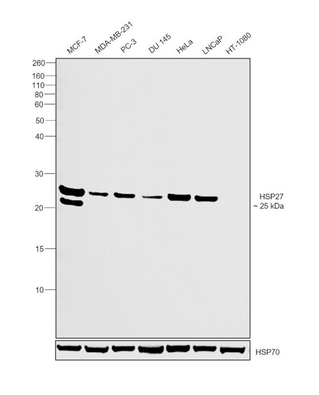 HSP27 Antibody