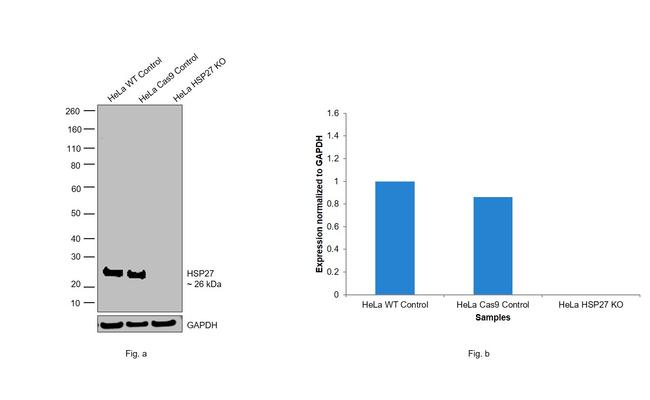 HSP27 Antibody in Western Blot (WB)