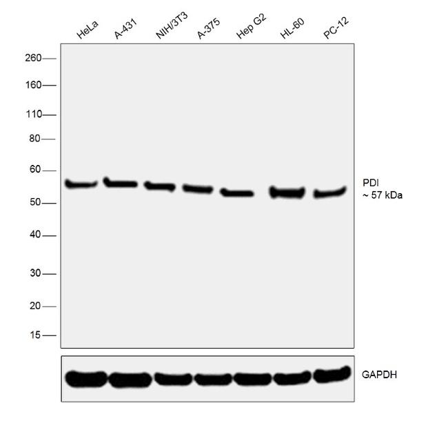 PDI Antibody in Western Blot (WB)