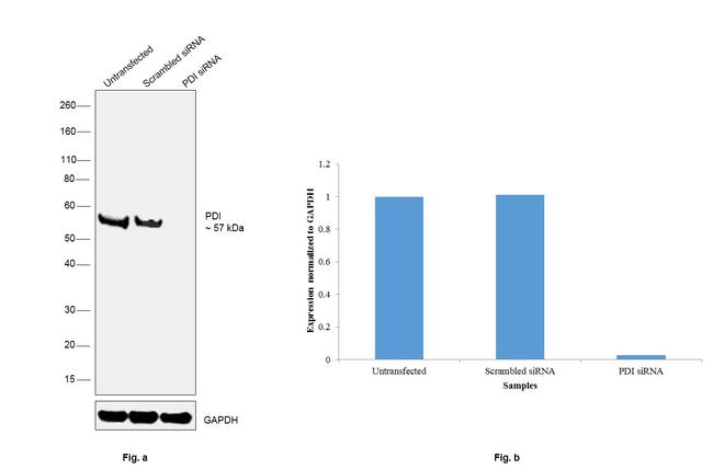 PDI Antibody in Western Blot (WB)