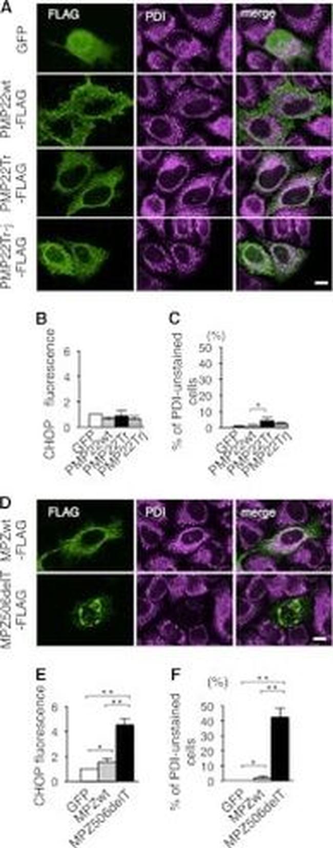 PDI Antibody in Immunocytochemistry (ICC/IF)