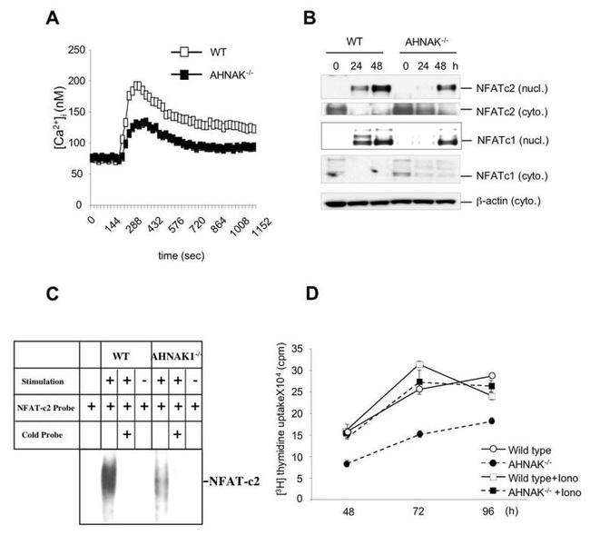 NFATC1 Antibody in Western Blot (WB)