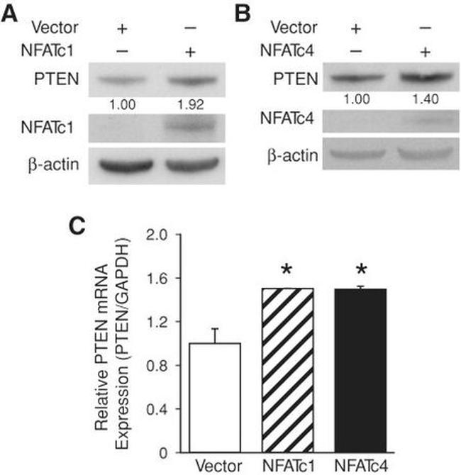 NFATC4 Antibody in Western Blot (WB)