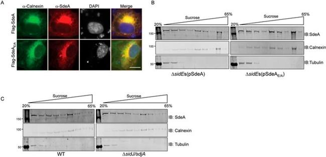 Calnexin Antibody in Western Blot, Immunocytochemistry (WB, ICC/IF)