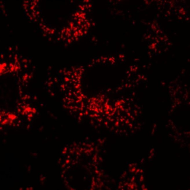 Calnexin Antibody in Immunocytochemistry (ICC/IF)