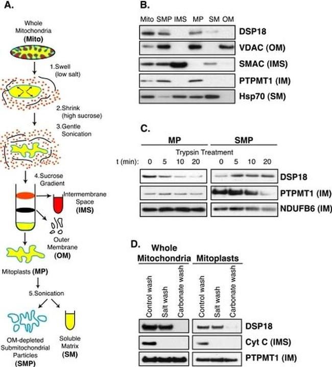 mtHSP70 Antibody in Western Blot (WB)