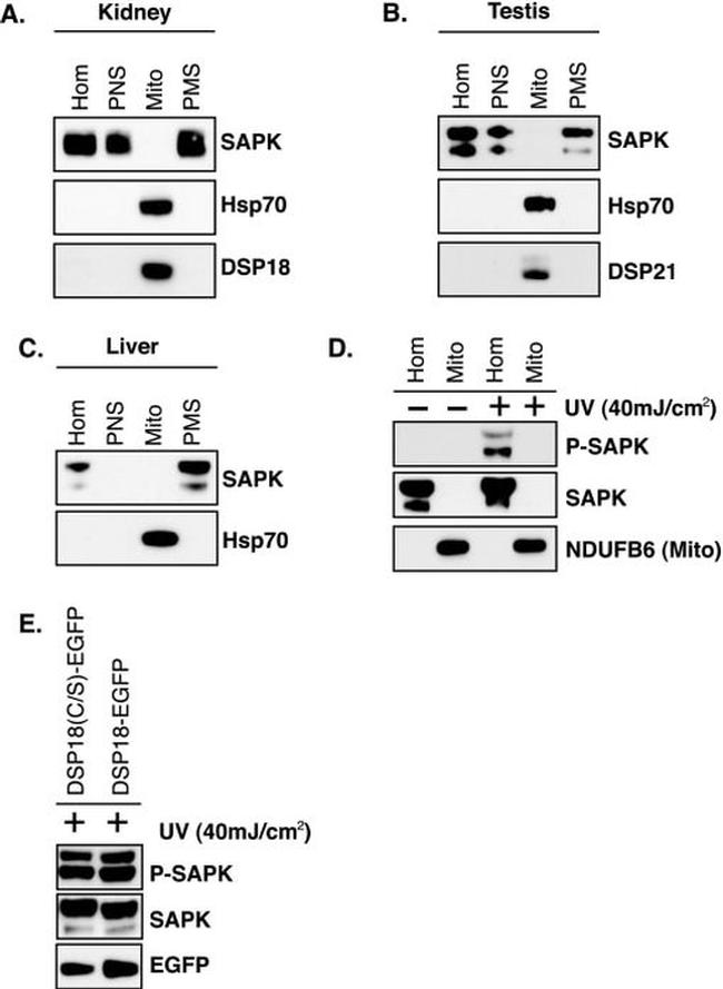 mtHSP70 Antibody in Western Blot (WB)