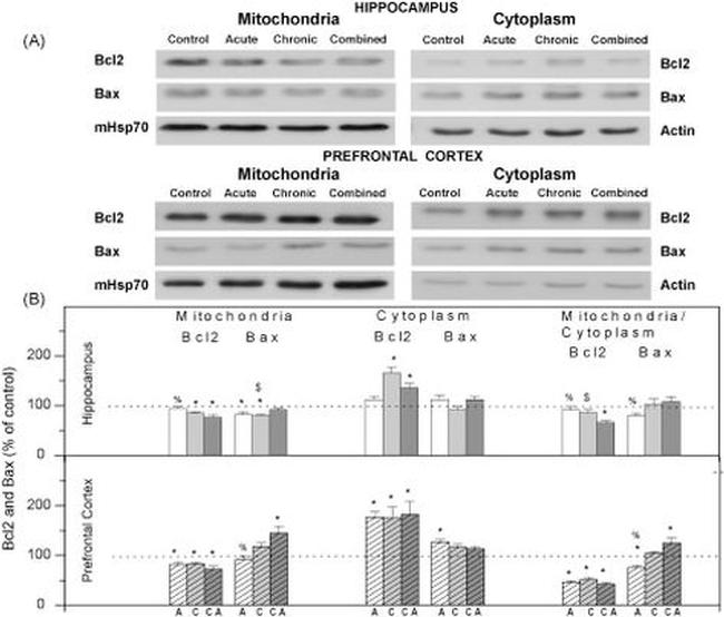 mtHSP70 Antibody in Western Blot (WB)