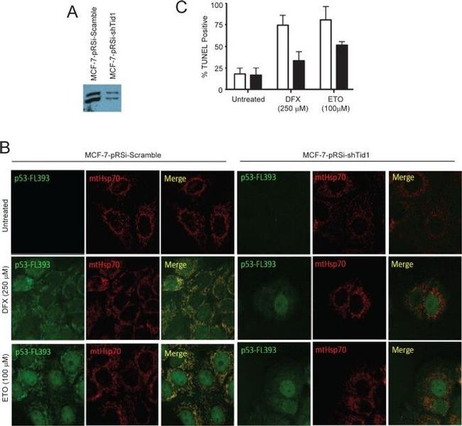 mtHSP70 Antibody in Immunocytochemistry (ICC/IF)