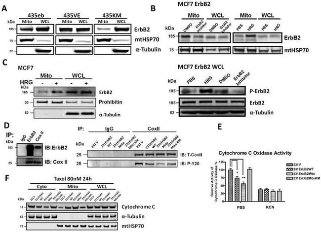 mtHSP70 Antibody in Western Blot (WB)