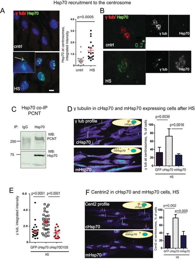 mtHSP70 Antibody in Immunocytochemistry (ICC/IF)