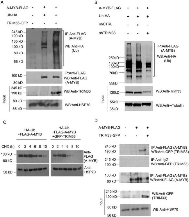 mtHSP70 Antibody in Western Blot (WB)