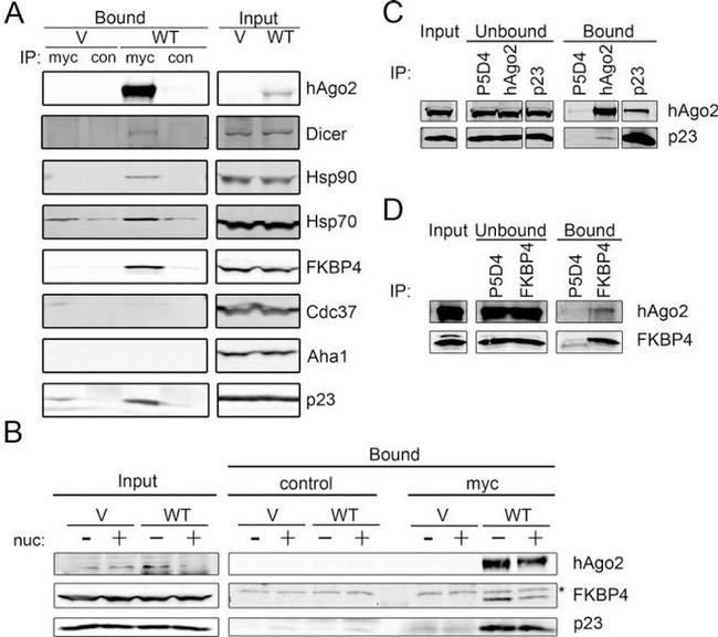 Cdc37 Antibody in Western Blot (WB)