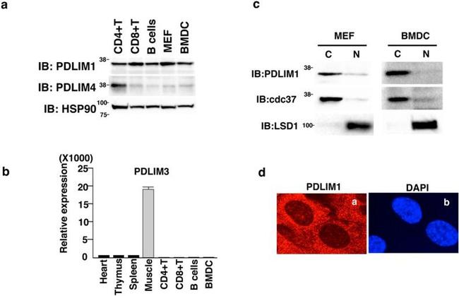 Cdc37 Antibody in Western Blot (WB)