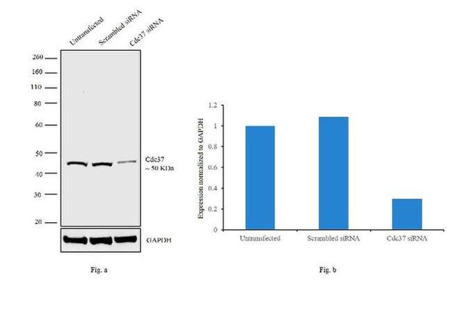 Cdc37 Antibody in Western Blot (WB)