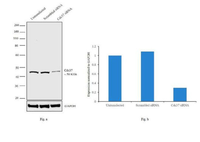 Cdc37 Antibody