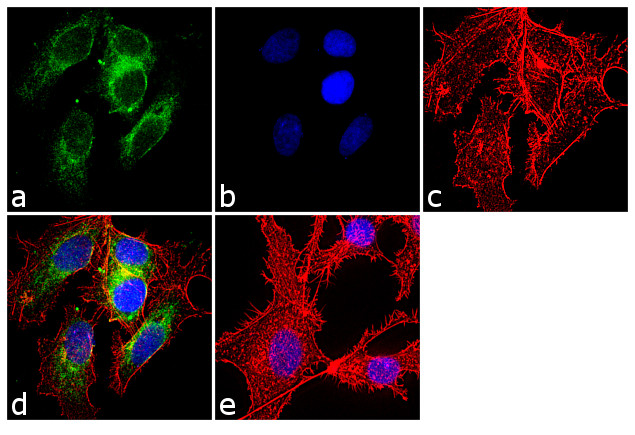 CYP3A4/CYP3A5 Antibody in Immunocytochemistry (ICC/IF)