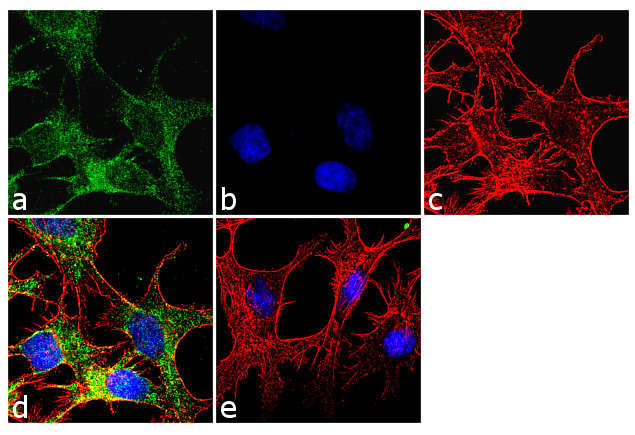 CYP3A5 Antibody in Immunocytochemistry (ICC/IF)