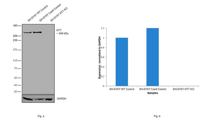 Huntingtin Antibody in Western Blot (WB)