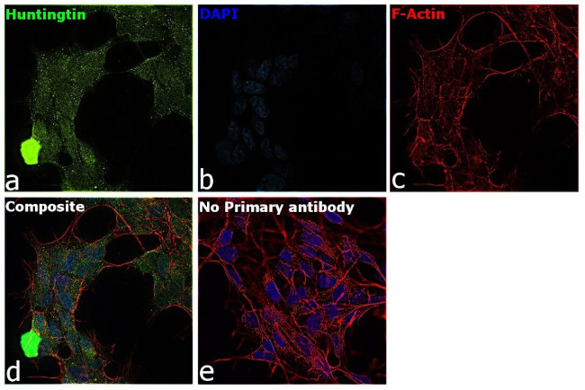 Huntingtin Antibody in Immunocytochemistry (ICC/IF)