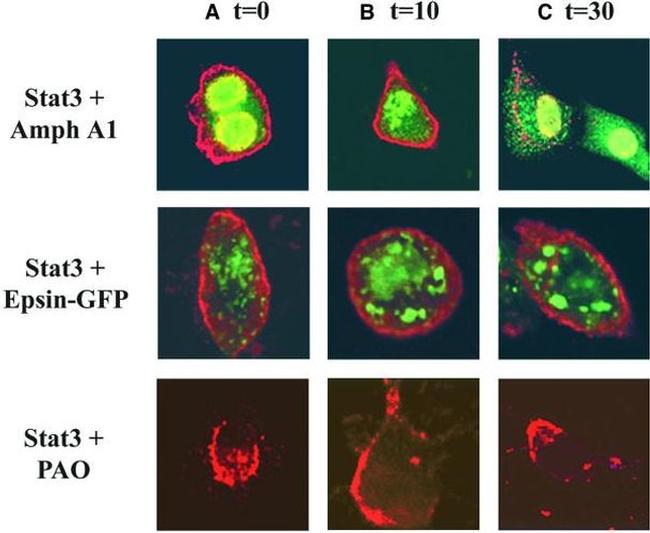 alpha Adaptin Antibody in Immunocytochemistry (ICC/IF)