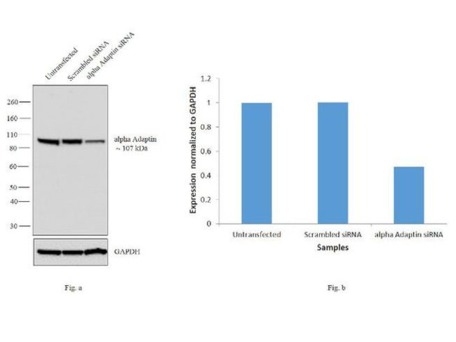 alpha Adaptin Antibody