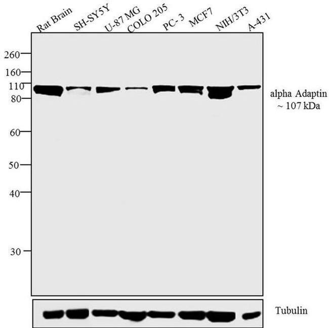 alpha Adaptin Antibody in Western Blot (WB)