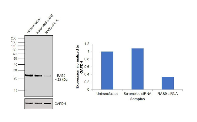 RAB9 Antibody