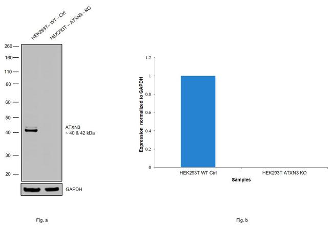 Ataxin 3 Antibody in Western Blot (WB)