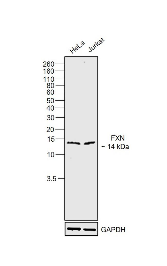 FXN Antibody in Western Blot (WB)