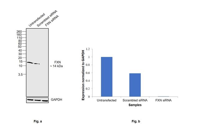 FXN Antibody in Western Blot (WB)