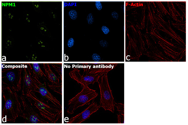 NPM1 Antibody in Immunocytochemistry (ICC/IF)