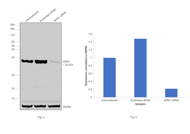 NPM1 Antibody