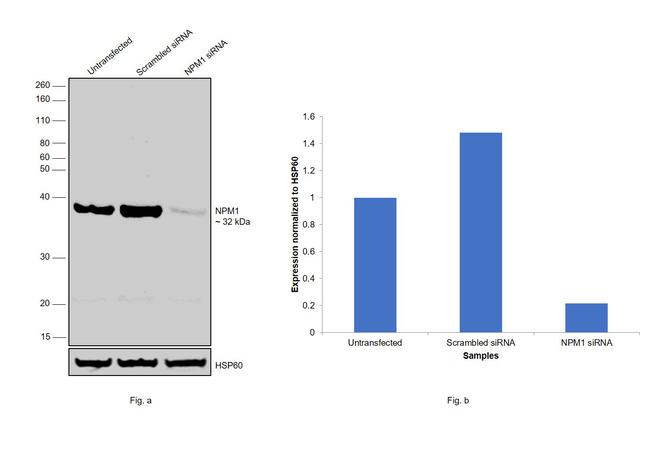 NPM1 Antibody in Western Blot (WB)