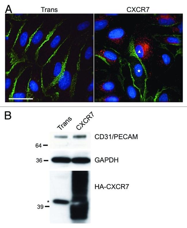 CD31 Antibody in Western Blot, Immunocytochemistry (WB, ICC/IF)